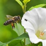 "Begegnung der besonderen Art" - Foto Heinz Köhmstedt