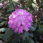 "Rhododendron" - Foto Herbert Hennes