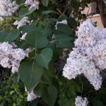 "Syringa - Flieder" - Foto Herbert Hennes