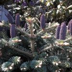 "Edeltanne" - Foto Herbert Hennes