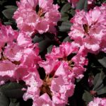 "Rhododendron" - Foto Herbert Hennes