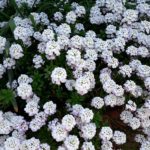 "Iberis - Schleifenblume" - Foto Herbert Hennes