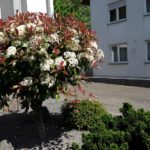 "Vorgarten-Photinie" Foto Herbert Hennes