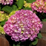 "Hortensie" - Foto Herbert Hennes