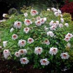 "Pfingstrose" - Foto Wilfried Mohr