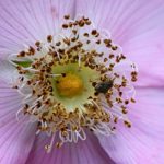 "Blick in eine Wildrose" - Foto Heinz Köhmstedt