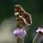 "Tagfalter (Sommerlandkärtchen) auf einer Distel" - Foto Heinz Koehmstedt
