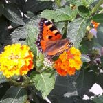 "Großer Fuchs auf Wandelröschen" - Foto Tanja Friedrich