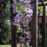 "Clematis" - Foto Herbert Hennes