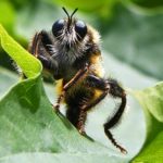 "Was guckst du" - Foto Heinz Köhmstedt