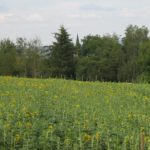 sonnenblumen_krauthakel_beitragsbild