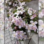 "Clematis in der Grabenstraße" - Foto Monika Kirschner