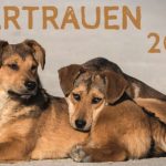 kalender_tierheim