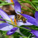 fruehlingsbluehen03_2021