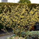 fruehlingserwachen01_2021