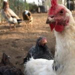 huehnerfarm05_300421