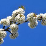 kirschbluete_beitragsbild