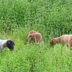 schafe03_080621