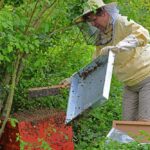 schwarmtrauben01_040621