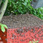 schwarmtrauben02_040621