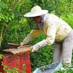 schwarmtrauben03_040621