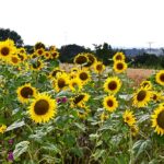 sonnenblumen03_2021