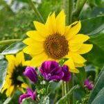 sonnenblumen04_2021