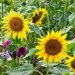 sonnenblumen08_2021