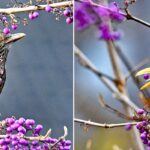 amseln_koehmstedt_251121_beitragsbild