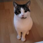 kater_toby_210122