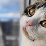 kater_toby_beitragsbild