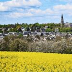 rapsbluete_koehmstedt_0040523