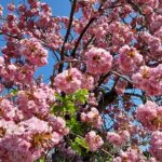 „Kirschblüte am Wirtschaftsweg“ – Foto Herbert Hennes