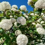 schneeball_keltenstraße_180426