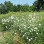 bluehwiese01_090726