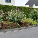 „Hibiskus Blüte in der Keltenstraße“ – Foto Herbert Hennes